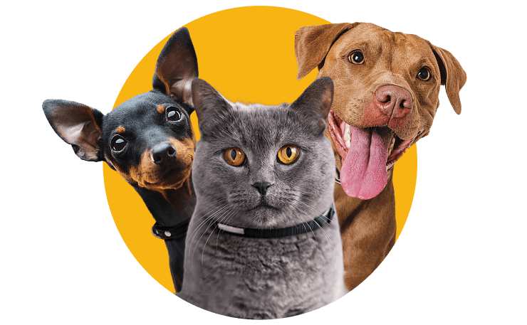 Various pets including guinea pig, dog, cat, bird, and lizard on colorful circular backgrounds