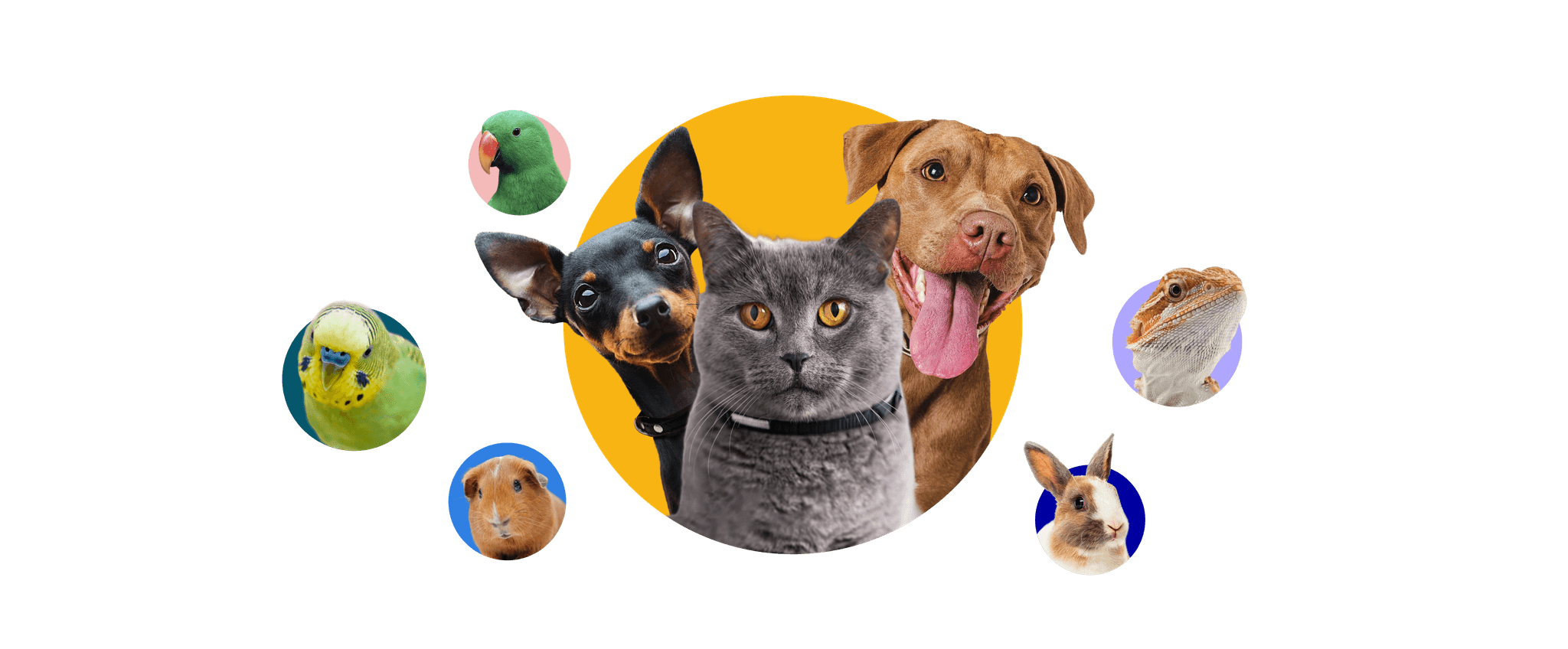 Various pets including guinea pig, dog, cat, bird, and lizard on colorful circular backgrounds