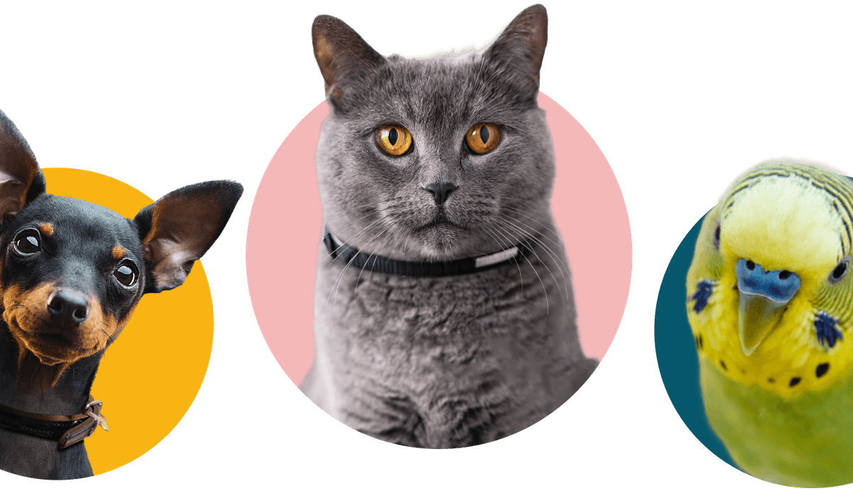 Various pets including guinea pig, dog, cat, bird, and lizard on colorful circular backgrounds