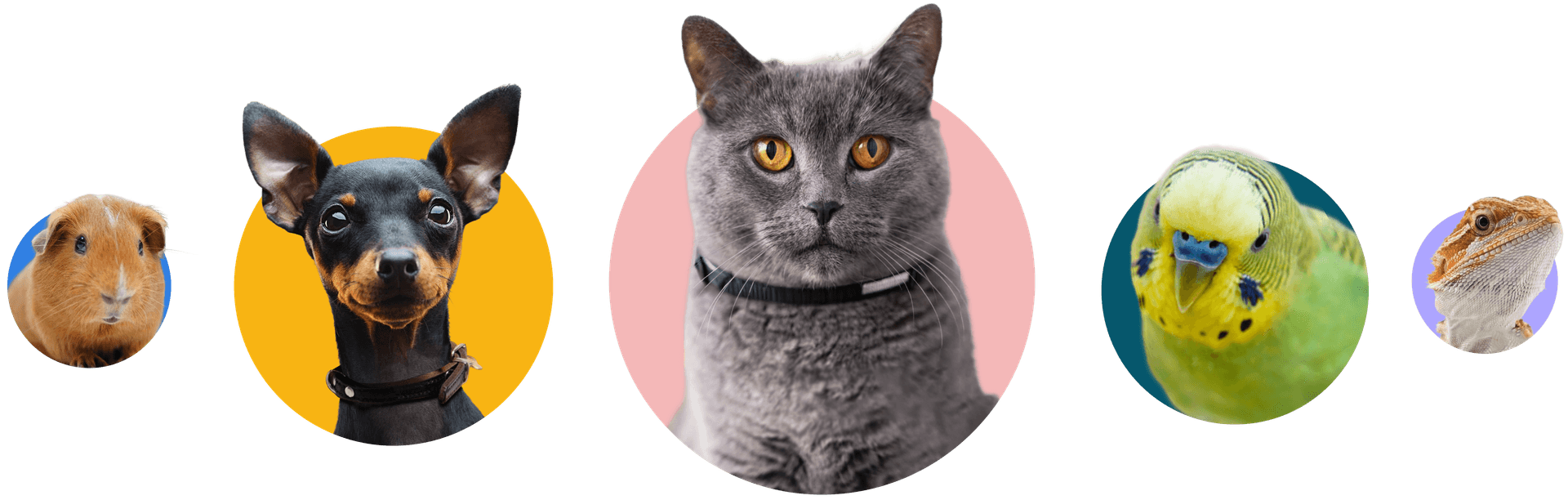 Various pets including guinea pig, dog, cat, bird, and lizard on colorful circular backgrounds