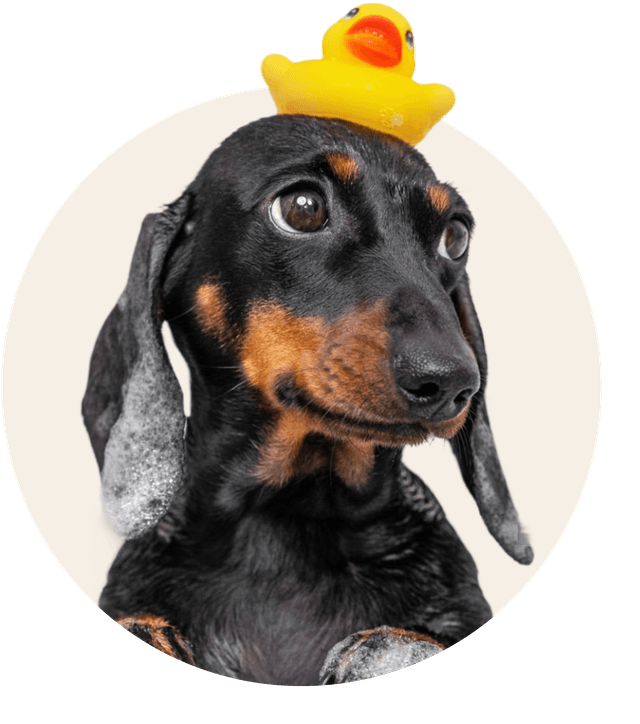 FAQ Dog