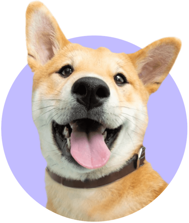 Happy dog